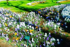 Keukenhof-1