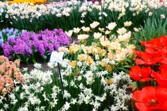 Keukenhof-10