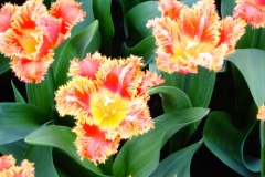 Keukenhof-11