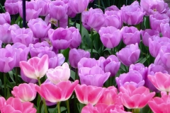 Keukenhof-12