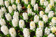Keukenhof-13