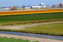 Keukenhof-14