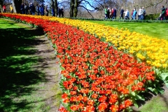 Keukenhof-2
