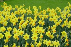 Keukenhof-24