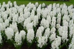 Keukenhof-25