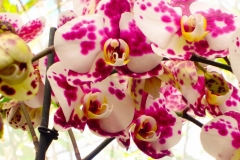 Keukenhof-3