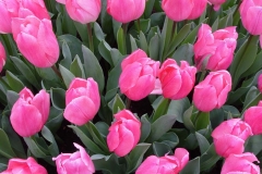 Keukenhof-31