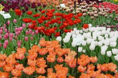 Keukenhof-32