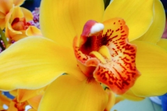 Keukenhof-4