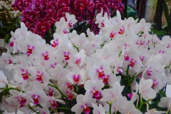 Keukenhof-5