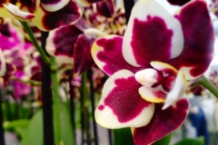 Keukenhof-6