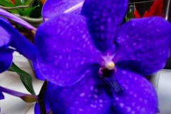 Keukenhof-7
