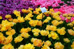 Keukenhof-9
