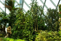 Singapure-Botanic-13