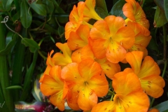 Singapure-Botanic-17
