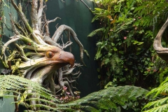 Singapure-Botanic-23