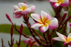 Singapure-Botanic-25