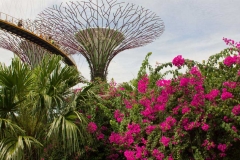 Singapure-Botanic-31