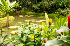 Singapure-Botanic-37