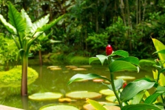 Singapure-Botanic-38