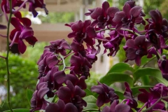 Singapure-Botanic-55