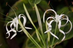 Singapure-Botanic-66