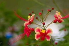 Singapure-Botanic-84