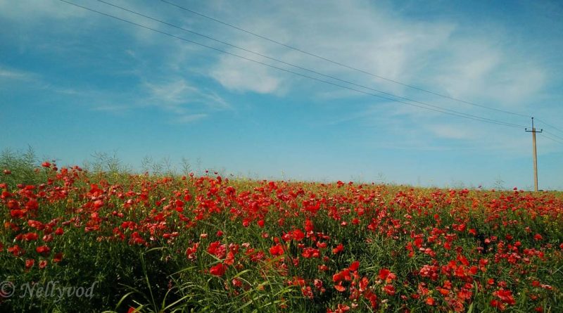 Безкрайни полета с макове и житни