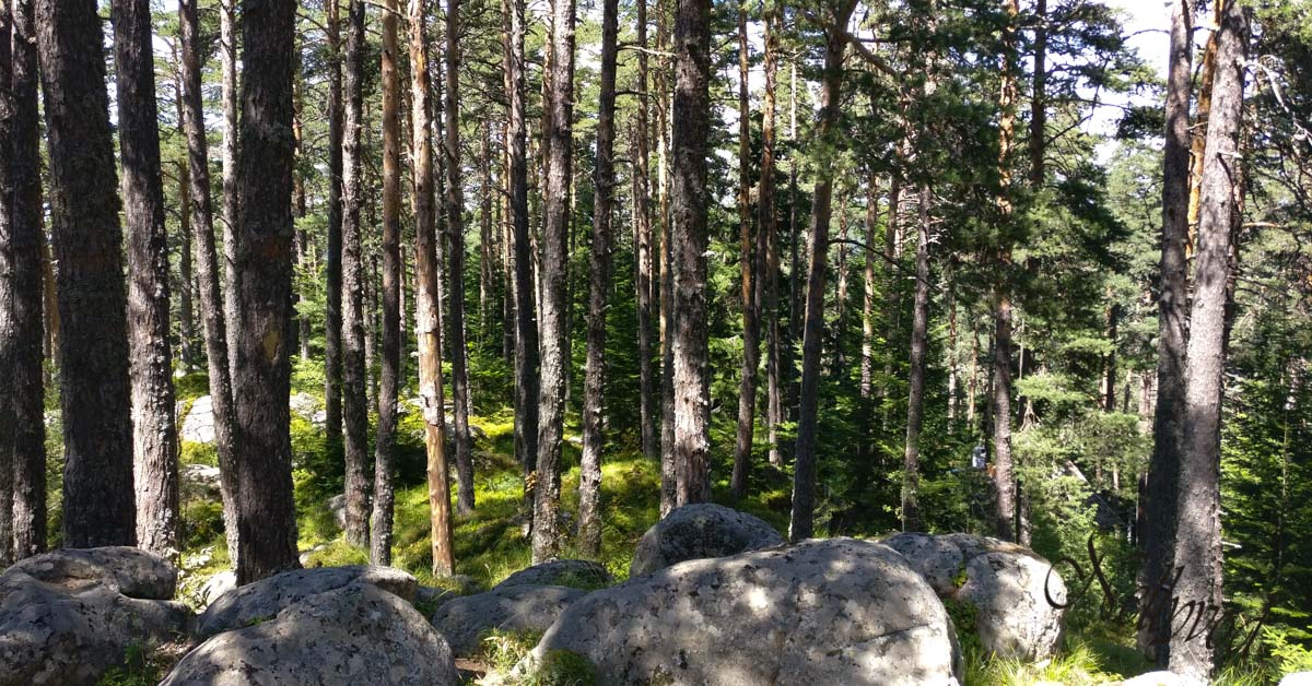 The beauty of rodopi mountains
